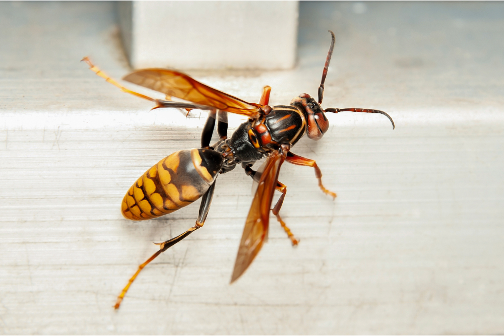 Wasp Removal for Homeowners in DFW