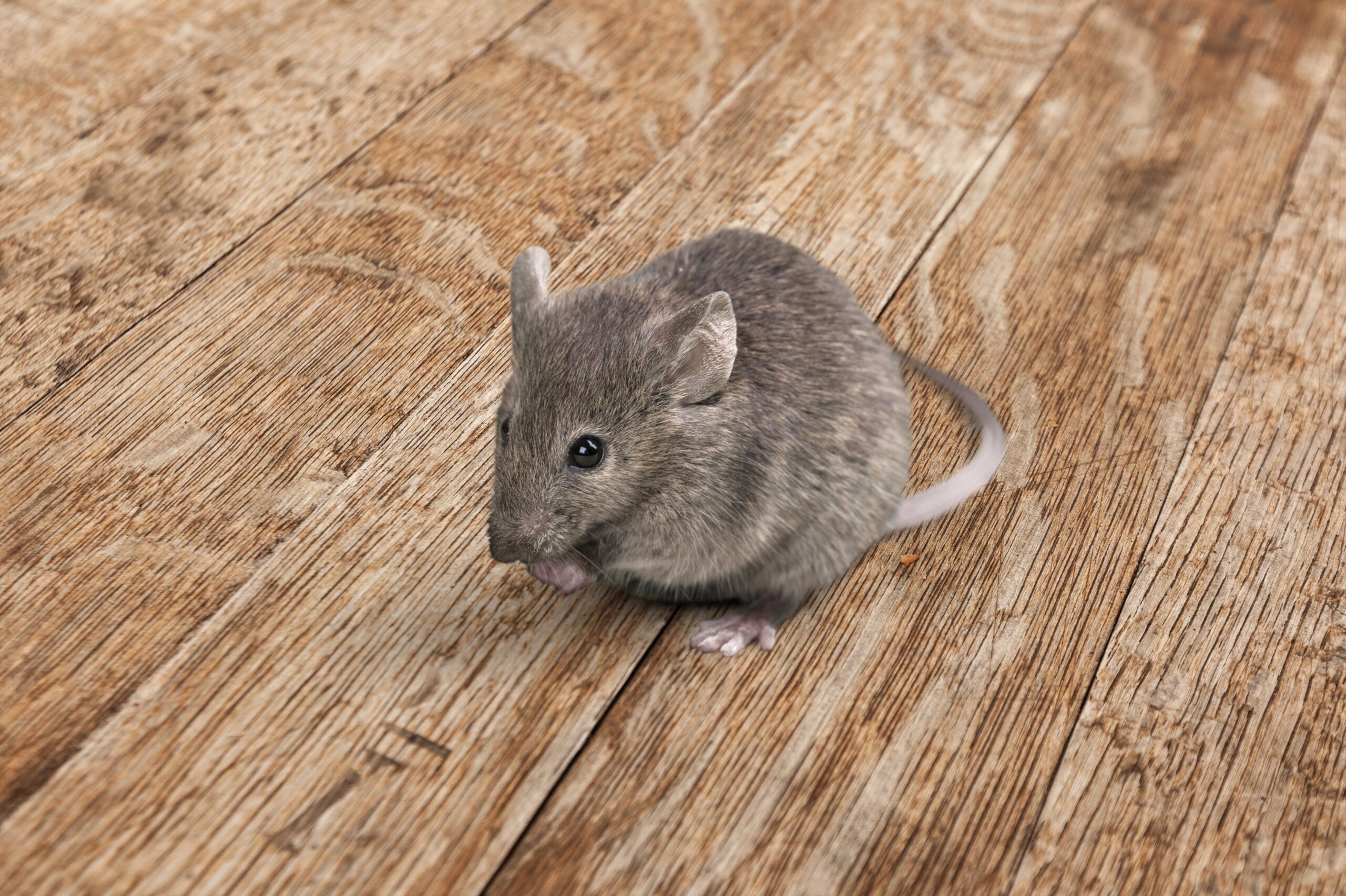 Norway Rats Pest Control in DFW