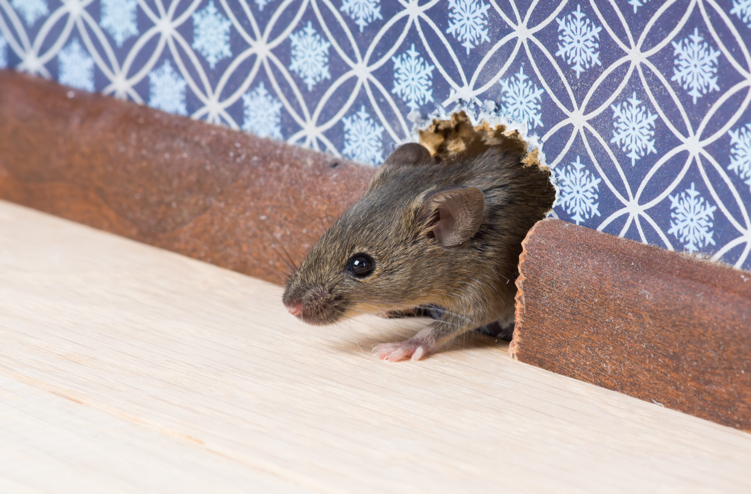 Rodent-Proofing Your Home This Winter