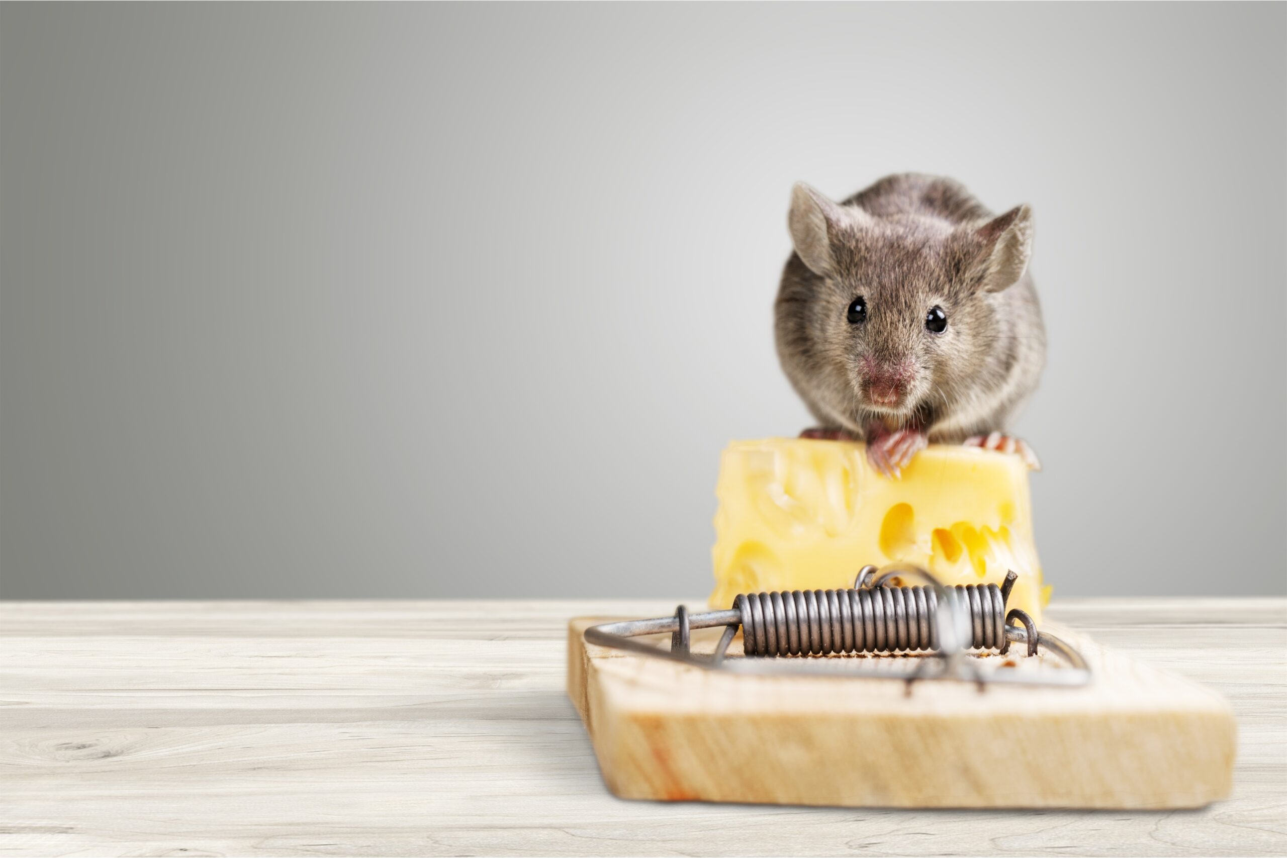 The Most Common Entry Points for Rodents in DFW Homes