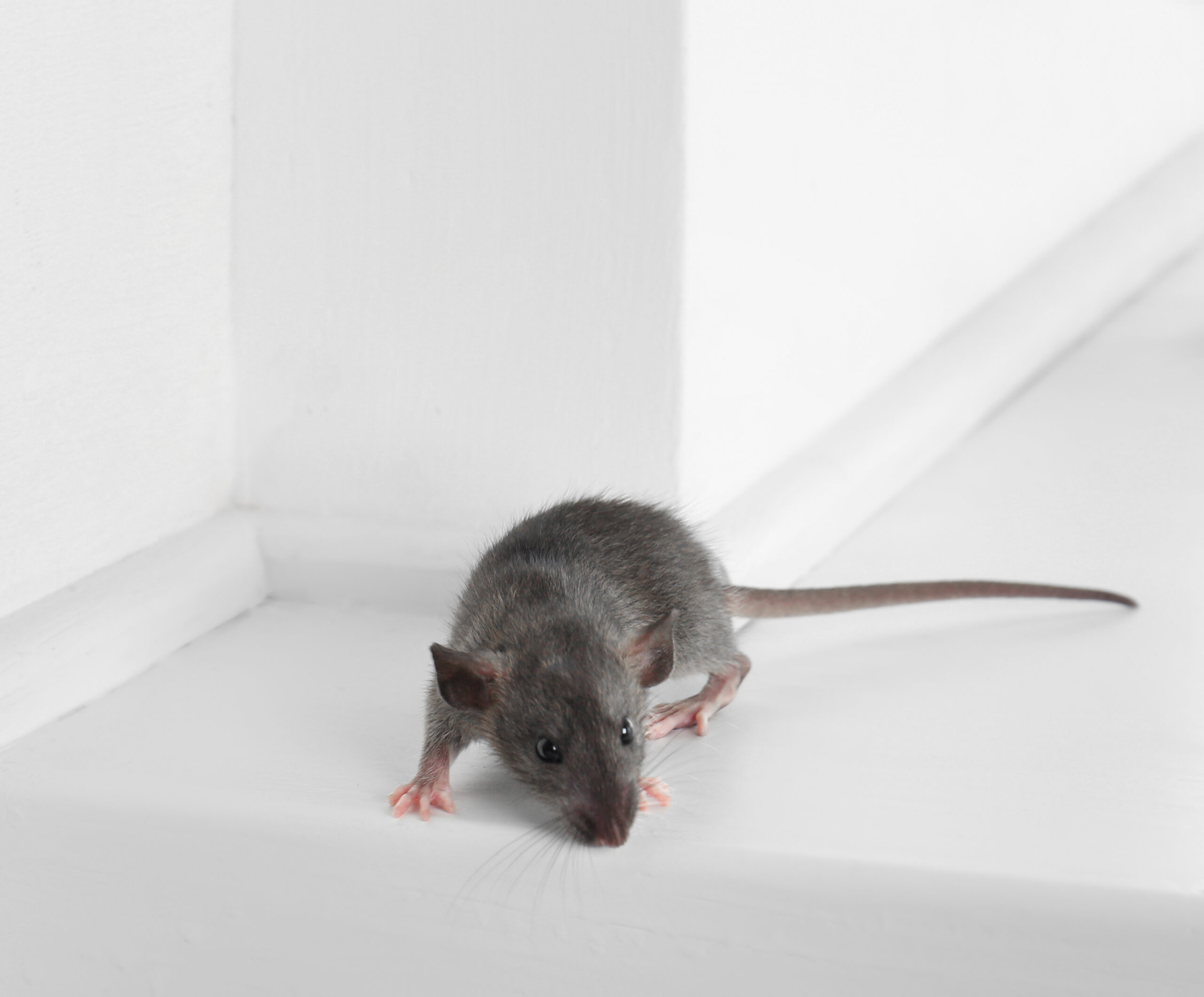 February Pest Control Musts for DFW Homes