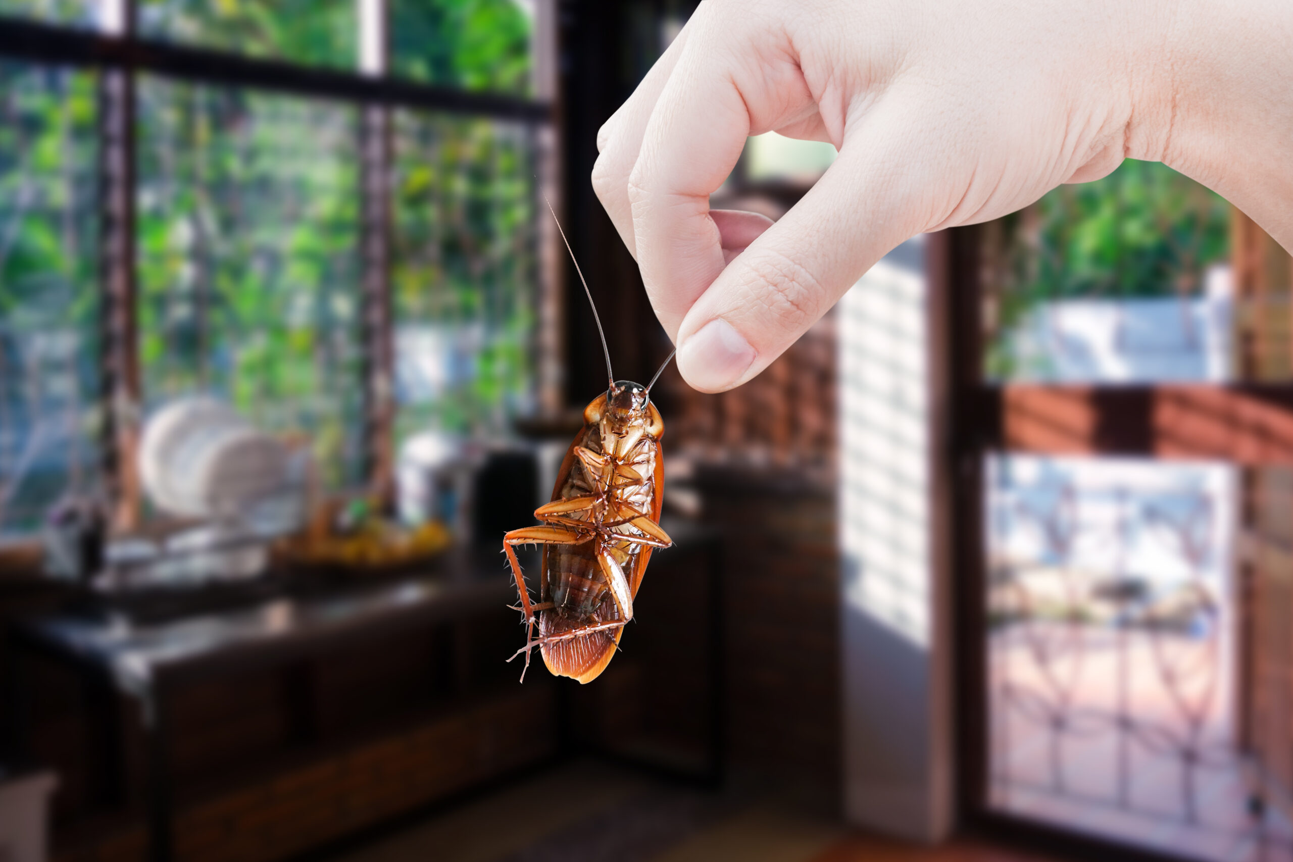 Prevent Cockroaches From Entering Your Home This Winter