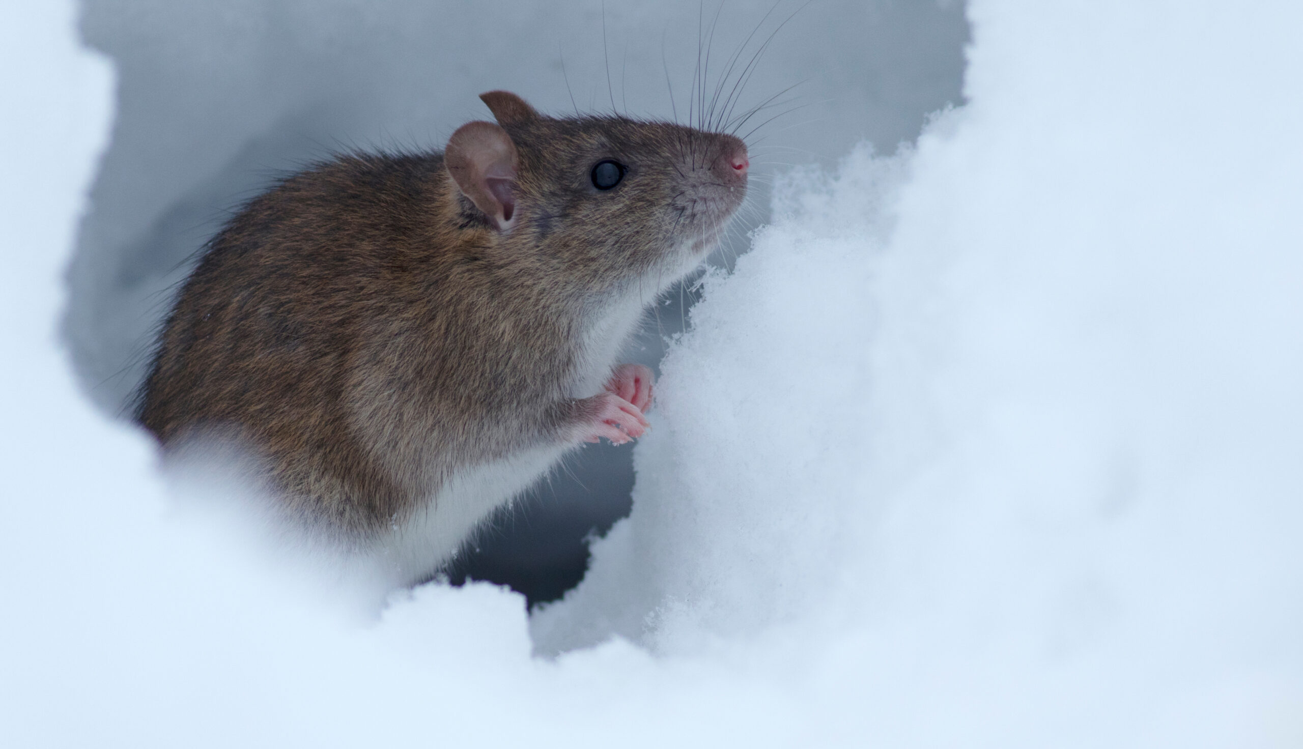 Prevent Rodents this Winter With Our Pest Control Services