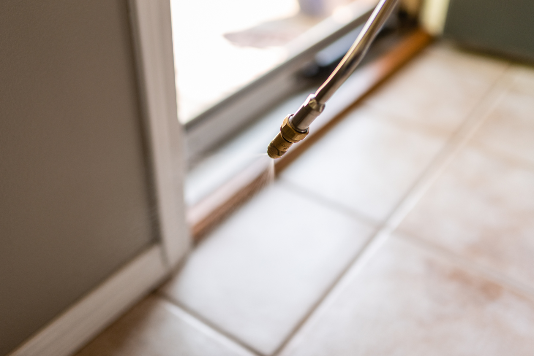 How Summer Rain Drives Ants Indoors in DFW