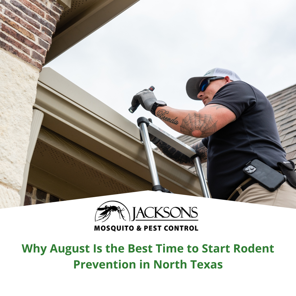 Why August Is the Best Time to Start Rodent Prevention in North Texas