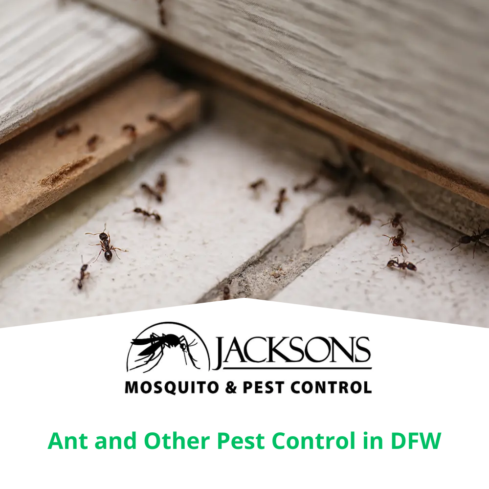 and and other pest control in dfw