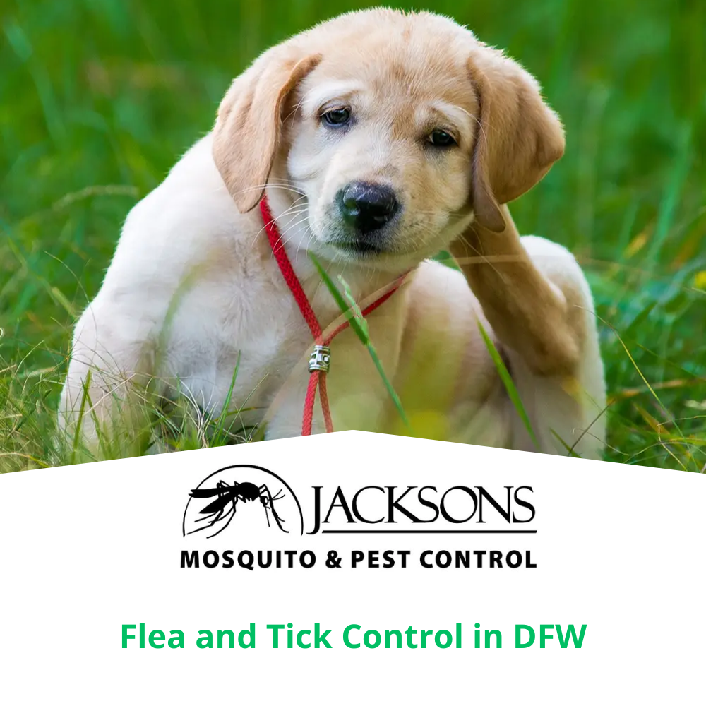 flea and tick control