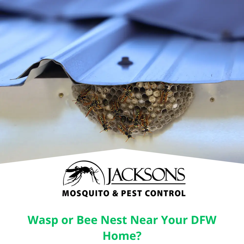 wasp or bee nest near your dfw home