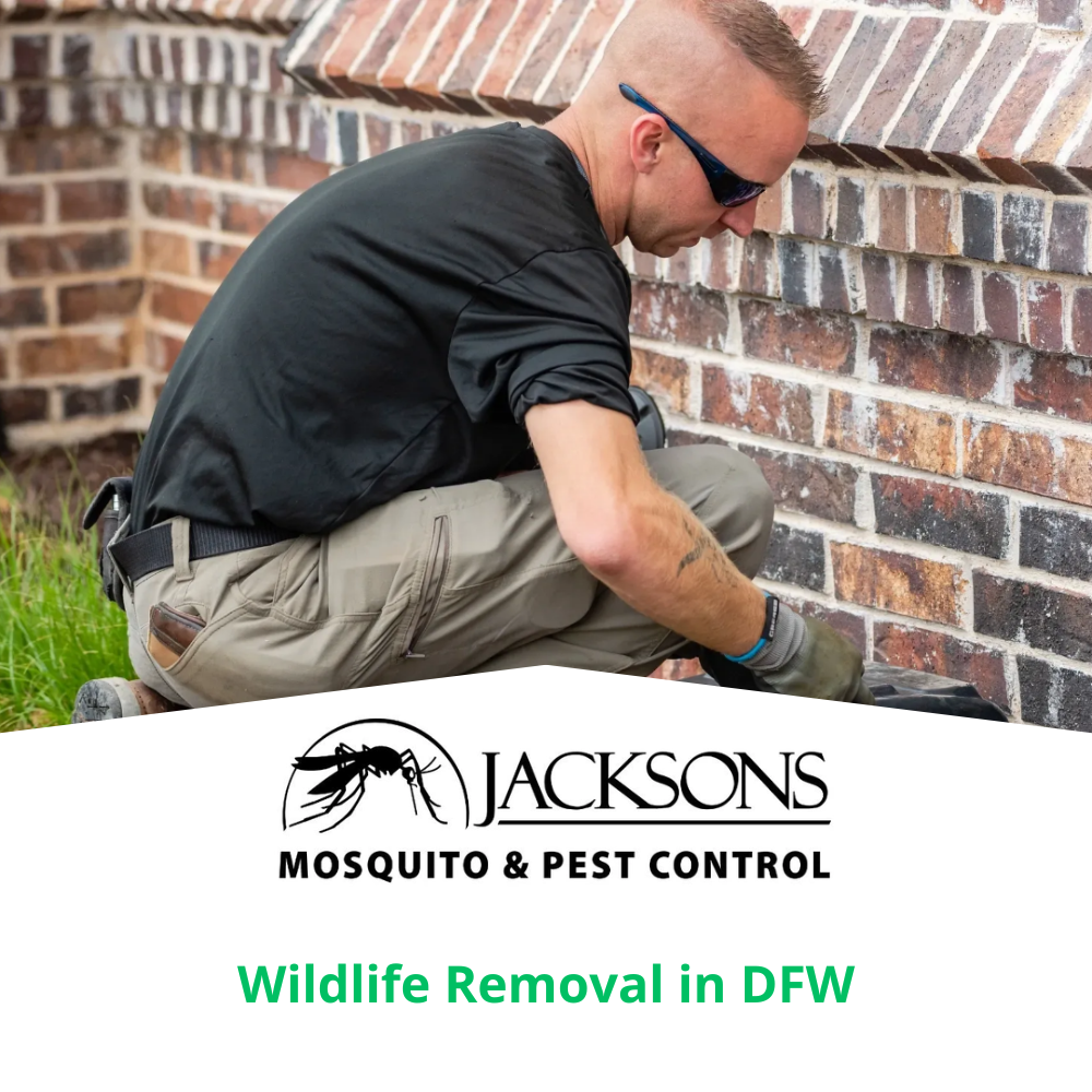 wildlife removal in dfw