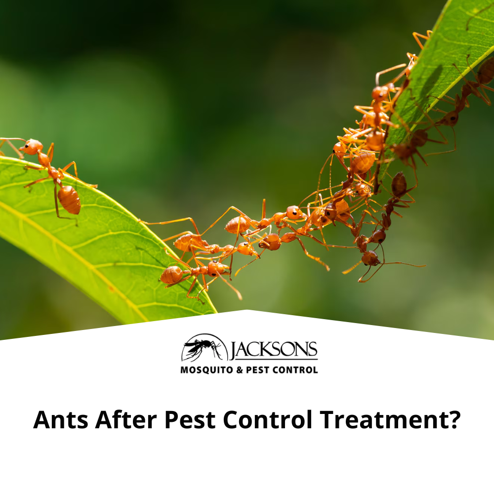 ants after pest control treatment