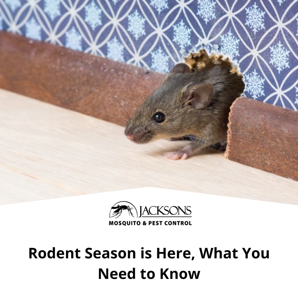 rodent season in dfw