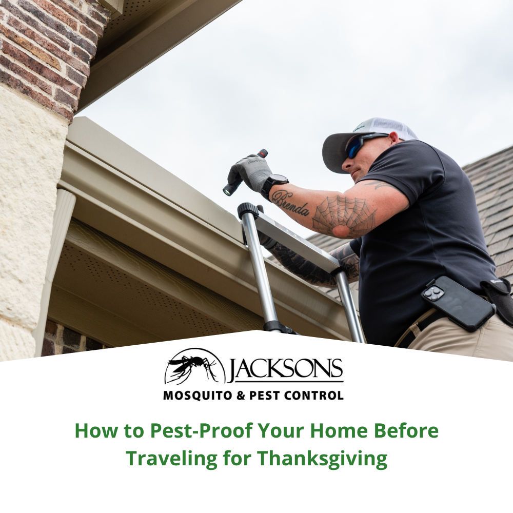 How to Pest-Proof Your Home Before Traveling for Thanksgiving