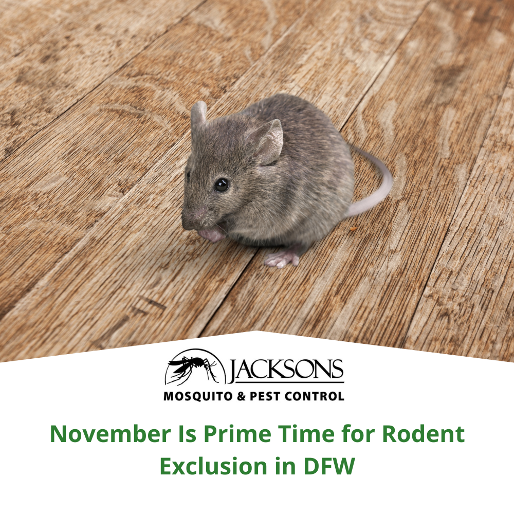 November Is Prime Time for Rodent Exclusion in DFW