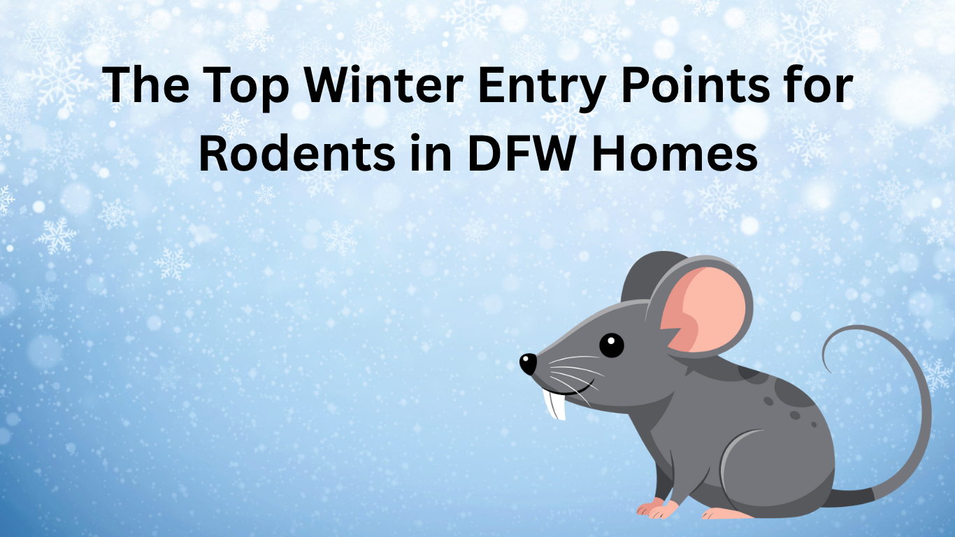 The Top Winter Entry Points for Rodents in DFW Homes